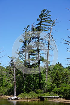 Webb, New York, USA: Dying pine trees