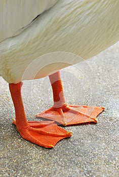 Webbed Feet photo