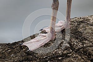 Webbed Seagull Feet