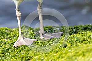 Webbed Seagull Feet