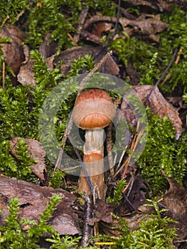 Webcap, Cortinarius allutus, poisonous mushroom in forest close-up, selective focus, shallow DOF