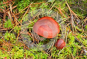 Webcap mushroom. Cortinarius phoeniceus growing among moss