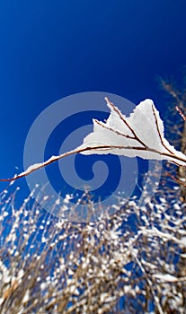 Webed snow on a branch