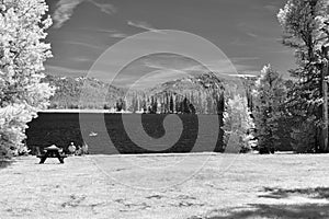 Weber Lake, northern California, infrared