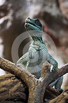 Weber's Sailfin Lizard