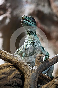 Weber's Sailfin Lizard photo