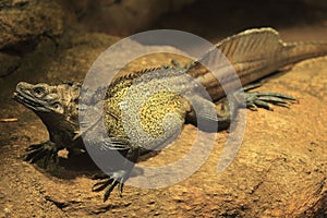 Weber's sailfin lizard