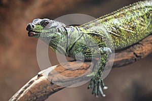 Weber's sailfin lizard