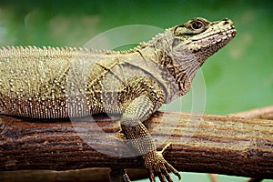 Weber`s sailfin lizard