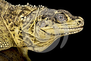 Weber`s Sailfin Lizard Hydrosaurus weberi