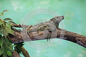 Weber's sailfin lizard (Hydrosaurus weberi).