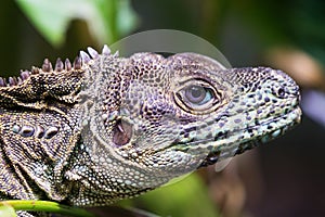 Weber`s sailfin lizard Hydrosaurus weberi