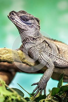 Weber's sailfin lizard (Hydrosaurus weberi)