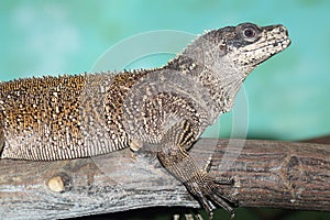 Weber sailfin lizard