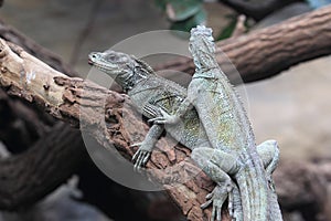 Weber sailfin lizard