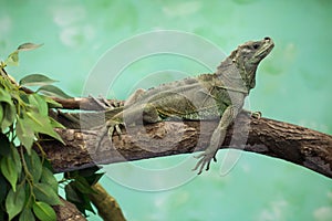 Weber's sailfin lizard (Hydrosaurus weberi).