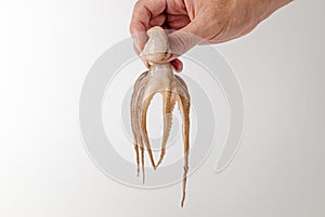 Webfoot octopus on a white background