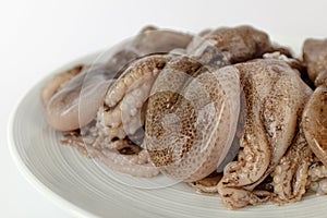 Webfoot octopus on a white background