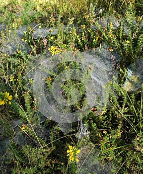 Webs in the morning