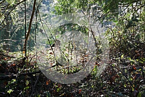 Webs in Trees in Oregon