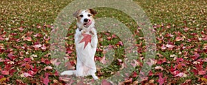 WEBSIDE BANNER AUTUMN DOG. JACK RUSSELL PUPPY STANDING ON TWO HIND LEGS  AND LINKING WITH TONGUE OUT ON FALL LEAVES GRASS