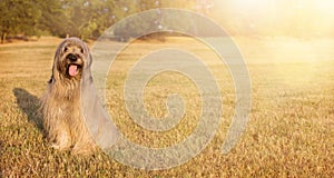 WEBSIDE BANNER HAPPY DOG. PORTRAIT FURRY CATALAN SHEPHERED SITTING ON GRASS IN THE SUMMER HEAT WITH TONGUE OUT