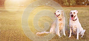 WEBSIDE BANNER TWO FUNNY HAPPY DOGS LABRADOR AND GOLDEN RETRIEVER SITTING IN THE GRASS ON SUMMER HEAT