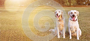 WEBSIDE BANNER TWO HAPPY DOGS LABRADOR AND GOLDEN RETRIEVER SITTING IN THE GRASS ON SUMMER HEAT