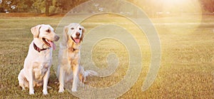 WEBSIDE BANNER TWO HAPPY DOGS LABRADOR AND GOLDEN RETRIEVER SITTING IN THE YELLOW GRASS ON SUMMER HEAT