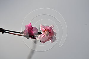 Website Background - Pink Peach Blossom on a Branch with Gray Blurred Background