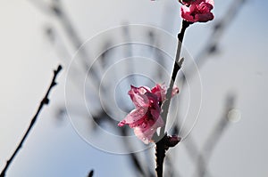 Website Background - Pink Peach Blossom on a Branch with Gray Blurred Background