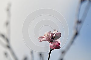 Website Background - Pink Peach Blossom on a Branch with Gray Blurred Background