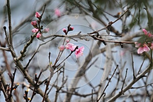 Website Background - Pink Peach Blossoms in Early Spring