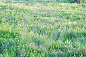 Website Backgrounds Series - Green Grasses - San Diego
