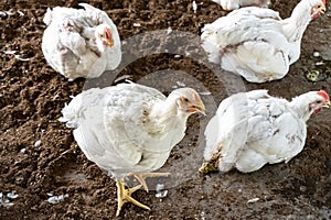 Website banner of an panting poultry chicken in a indoor farm. A white broiler chicken pants on a hot, summer day