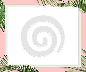 Website banner with pink background, euclidean and palm leaves border