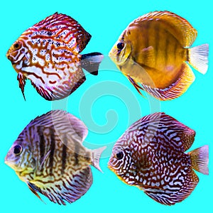 Four aquarium fish. Isolated photo on blue background.