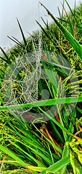 WebSpider SpiderWeb Web Spider Farm