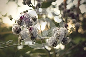 Close-up of thistles in sunset. photo