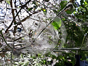 Webworm caterpillars visible inside the nest.