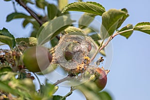Webworms on tree branch, Apple Tree