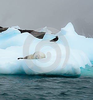 Weddel and Crabeater seal on ice floe in antarctica with beautiful light. Sleeping predetar. Greenland and Arctic.