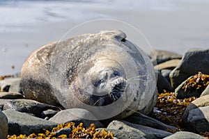 Weddel seal on beach in Antarctica