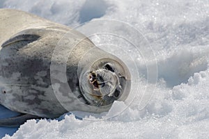 Weddel seal on beach with snow in Antarctica