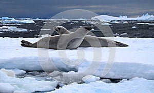 Weddel Seals