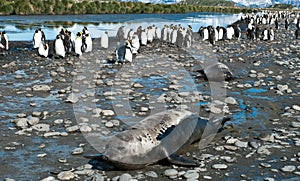 Weddel seals and king penguins - Aptenodytes patagonicus - on sunny day in South Georgia.