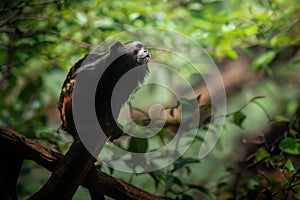 Weddell's Saddle-back Tamarin monkey