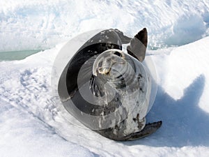 A Weddell Seal