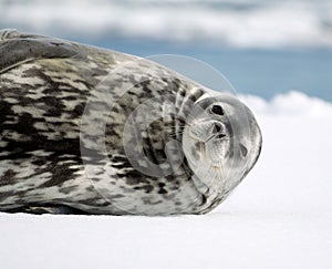 Weddell Seal