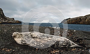 Weddell seal photo